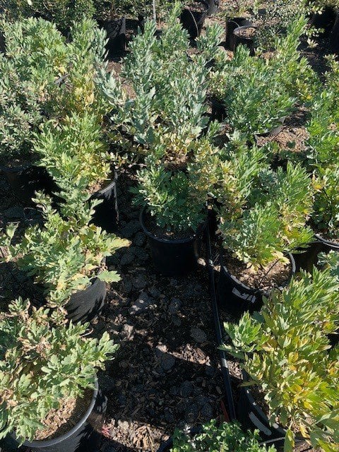 Photo for Romneya coulteri (Matilija Poppy)