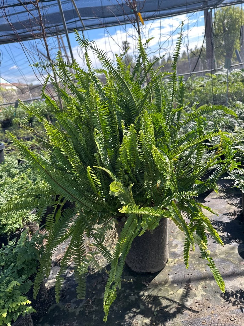 Photo for Polystichum californicum (California sword fern)