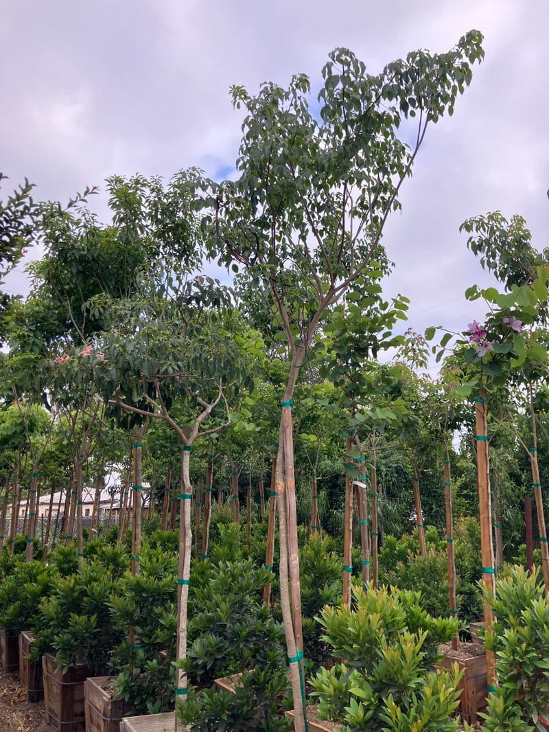 Photo for Tabebuia heterophylla (Pink Trumpet Tree)