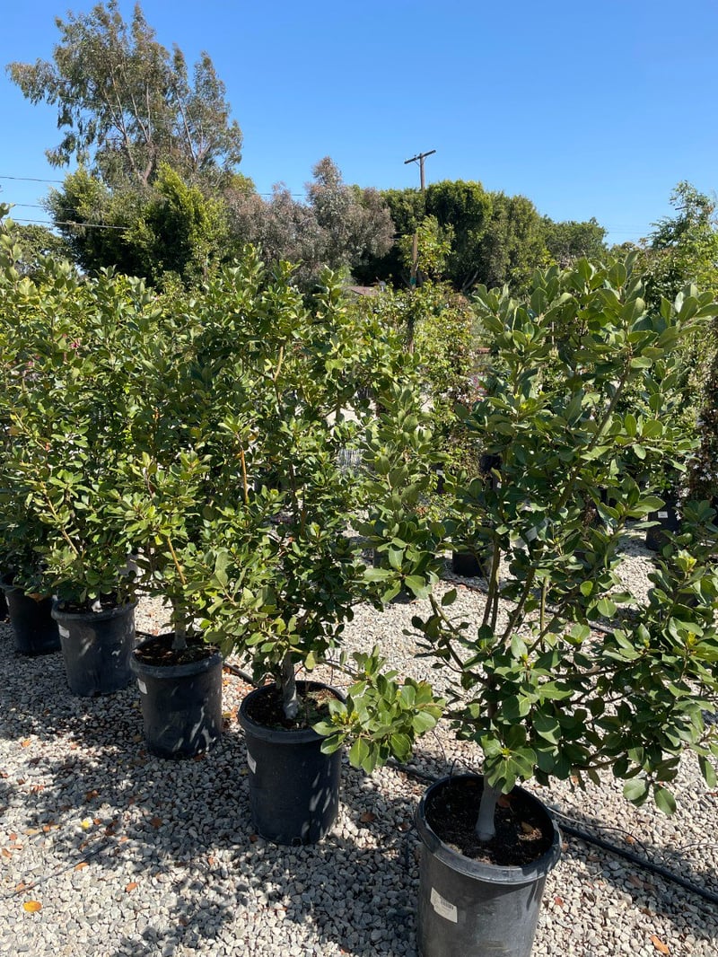 Photo for Laurus nobilis 'Saratoga' (Saratoga Bay Laurel)