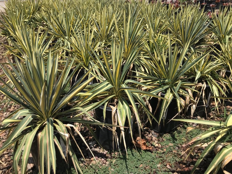 Photo for Yucca filamentosa 'Color Guard' (Color Guard Yucca)