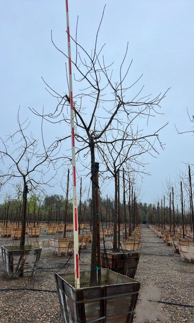 Photo for Pistacia chinensis (Chinese Pistache)