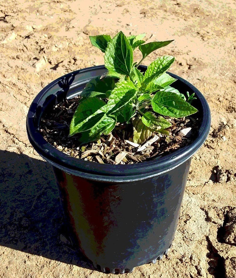 Photo for Salvia ‘Mystic Blue Spires’ (Dwarf Mystic Blue Spires Sage)