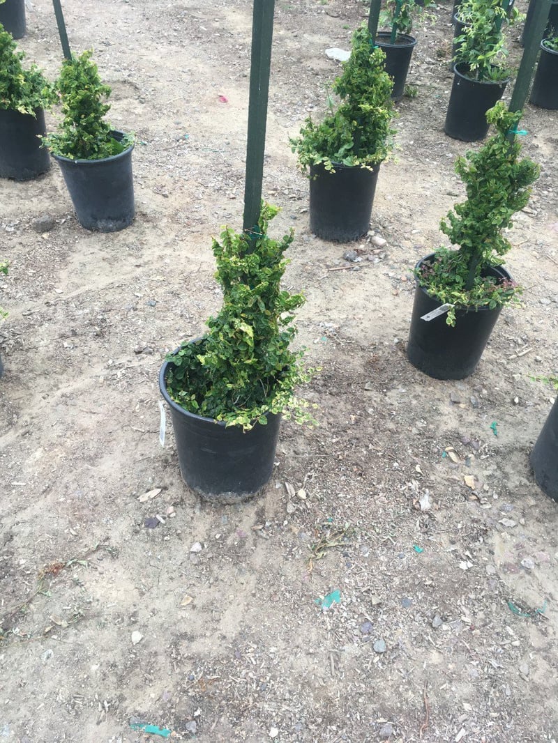 Photo for Ficus pumila (F. repens) (Creeping Fig, Fig Ivy)