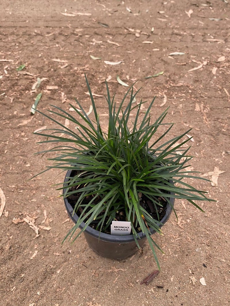 Photo for Ophiopogon japonicus (Mondo Grass)
