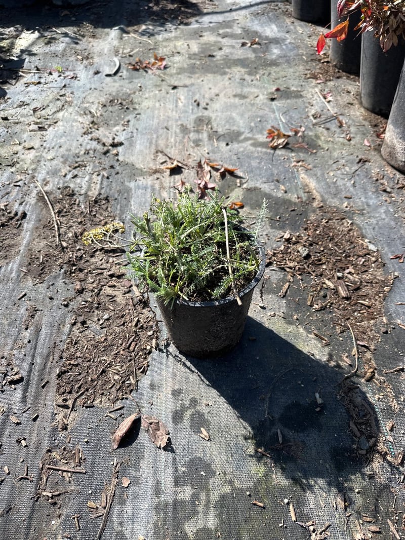 Photo for Achillea 'Moonshine' (Moonshine Yarrow)