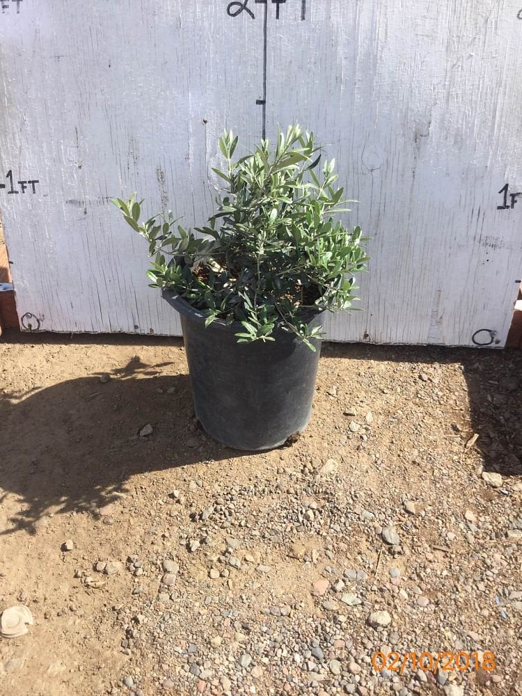 Photo for Olea europaea 'Montra' (Little Ollie Dwarf Olive)