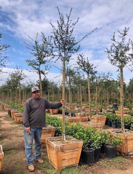 Photo for Quercus agrifolia (Standard) (Coast Live Oak)