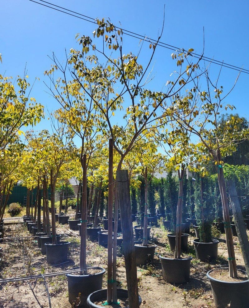 Photo for Tabebuia heterophylla (Standard) (Pink Trumpet Tree)