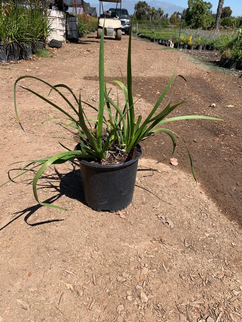 Photo for Anigozanthos 'Harmony' (Harmony Gold Kangaroo Paw)