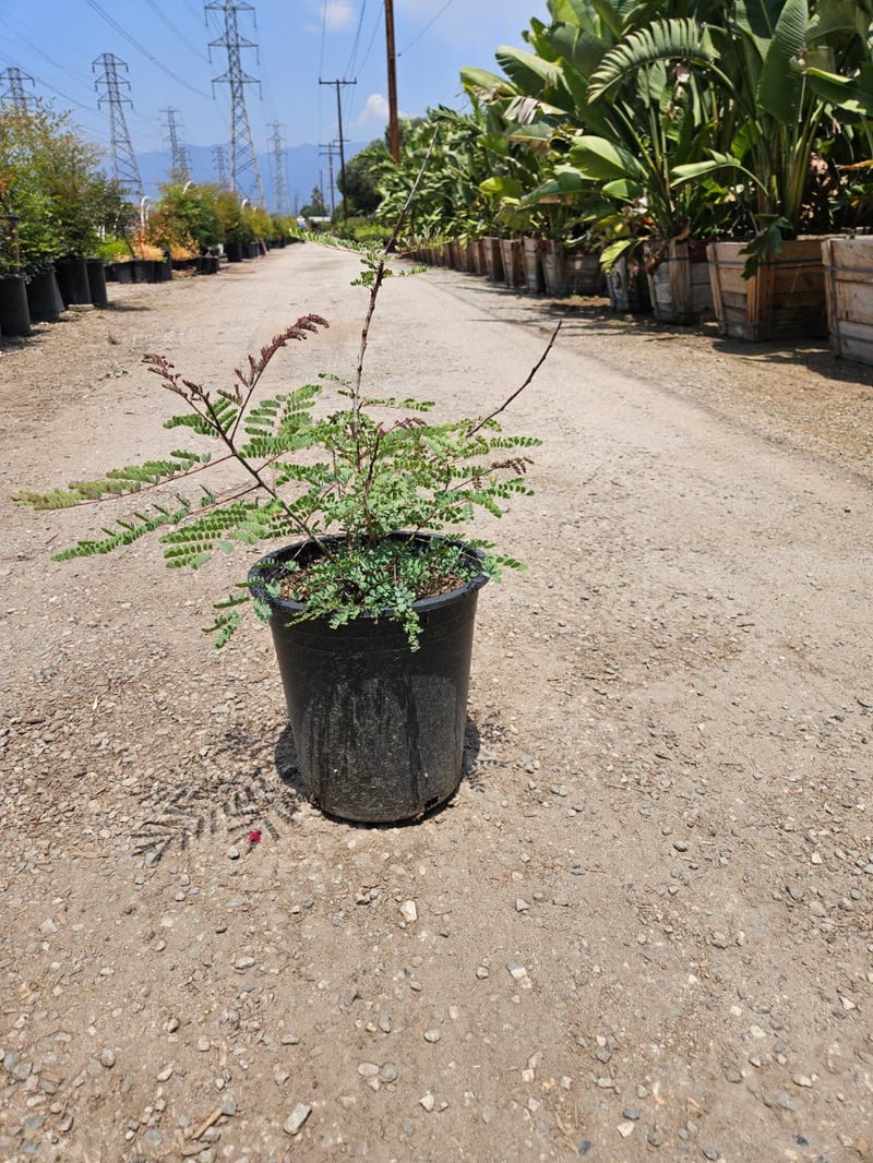 Photo for Chitalpa tashkentensis 'Pink Dawn' (Pink Dawn Chitalpa)