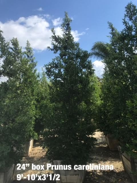 Photo for Prunus caroliniana (Carolina Cherry Laurel)