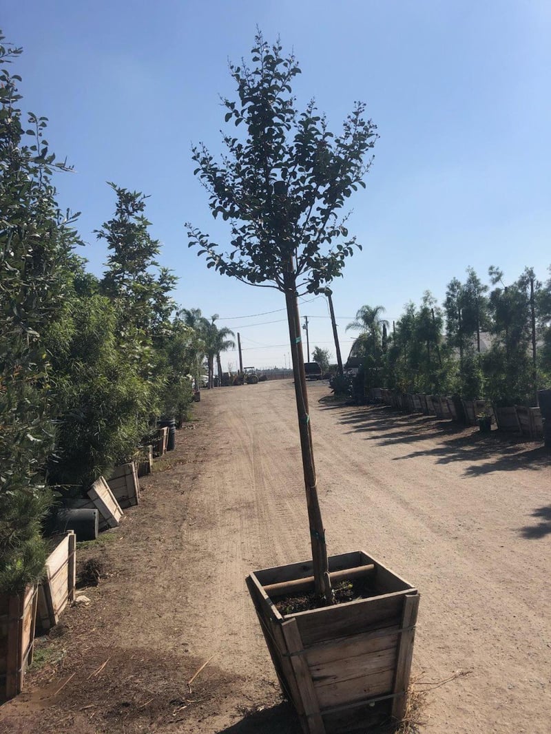 Photo for Lagerstroemia indica 'Purple' (Purple Crape Myrtle)