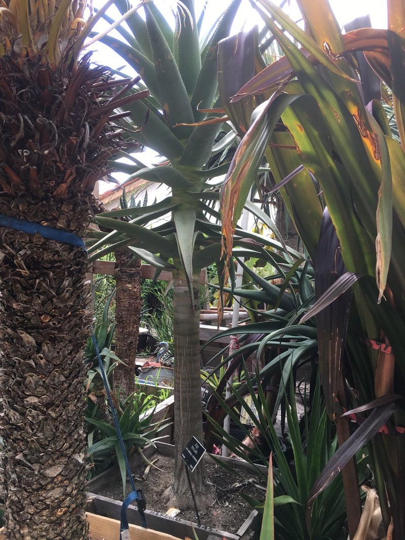 Photo for Aloe 'Hercules' (Hercules Aloe)