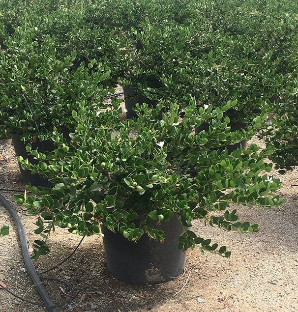 Photo for Carissa macrocarpa (Natal Plum)