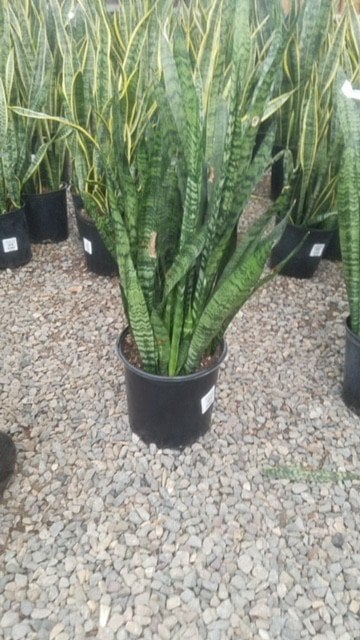 Photo for Sansevieria trifasciata (Snake Plant, Mother-in-Law's Tongue)