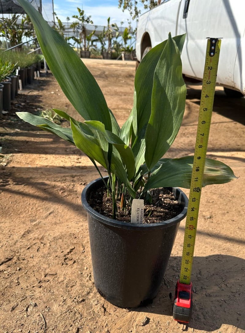 Photo for Aspidistra elatior (Cast Iron Plant)