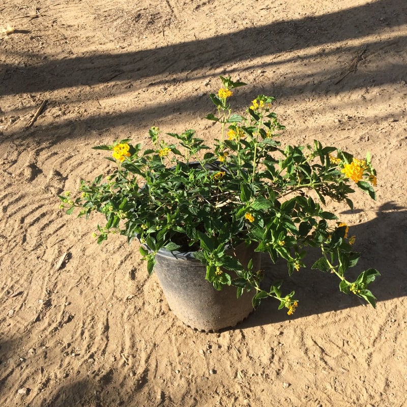Photo for Lantana camara 'Yellow Trailing' (Yellow Spreading Lantana)