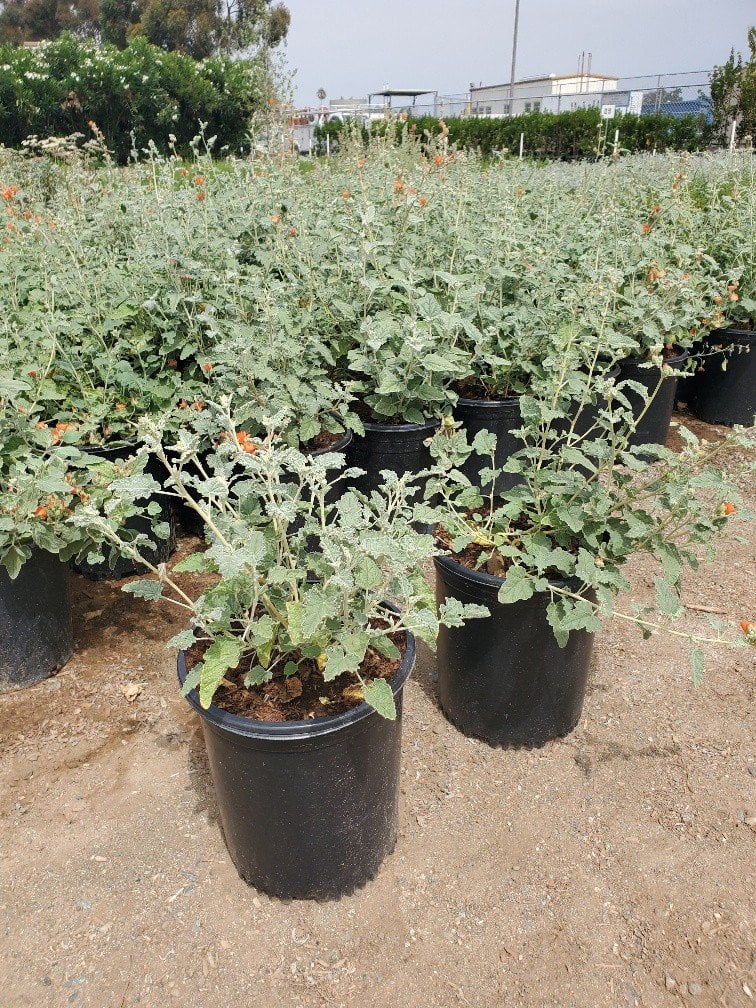 Photo for Sphaeralcea ambigua (Apricot Mallow)