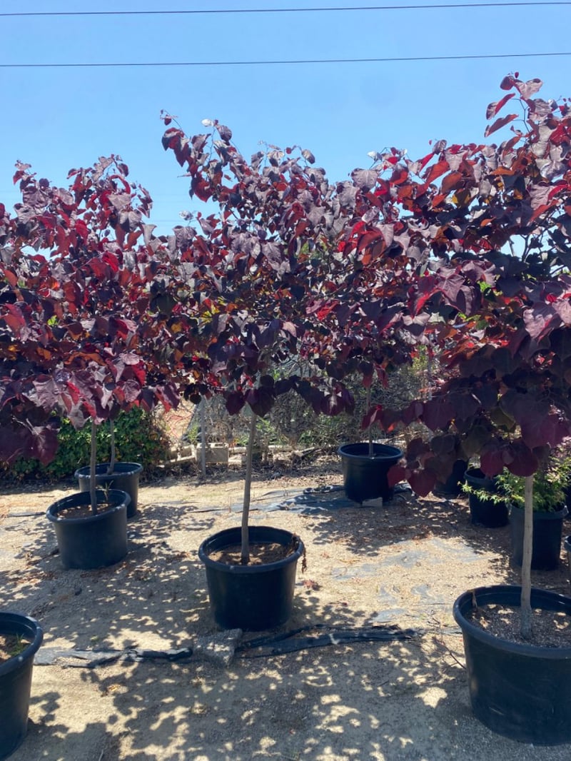 Photo for Cercis canadensis 'Forest Pansy' (Standard) (Purple-leaved Eastern Redbud)