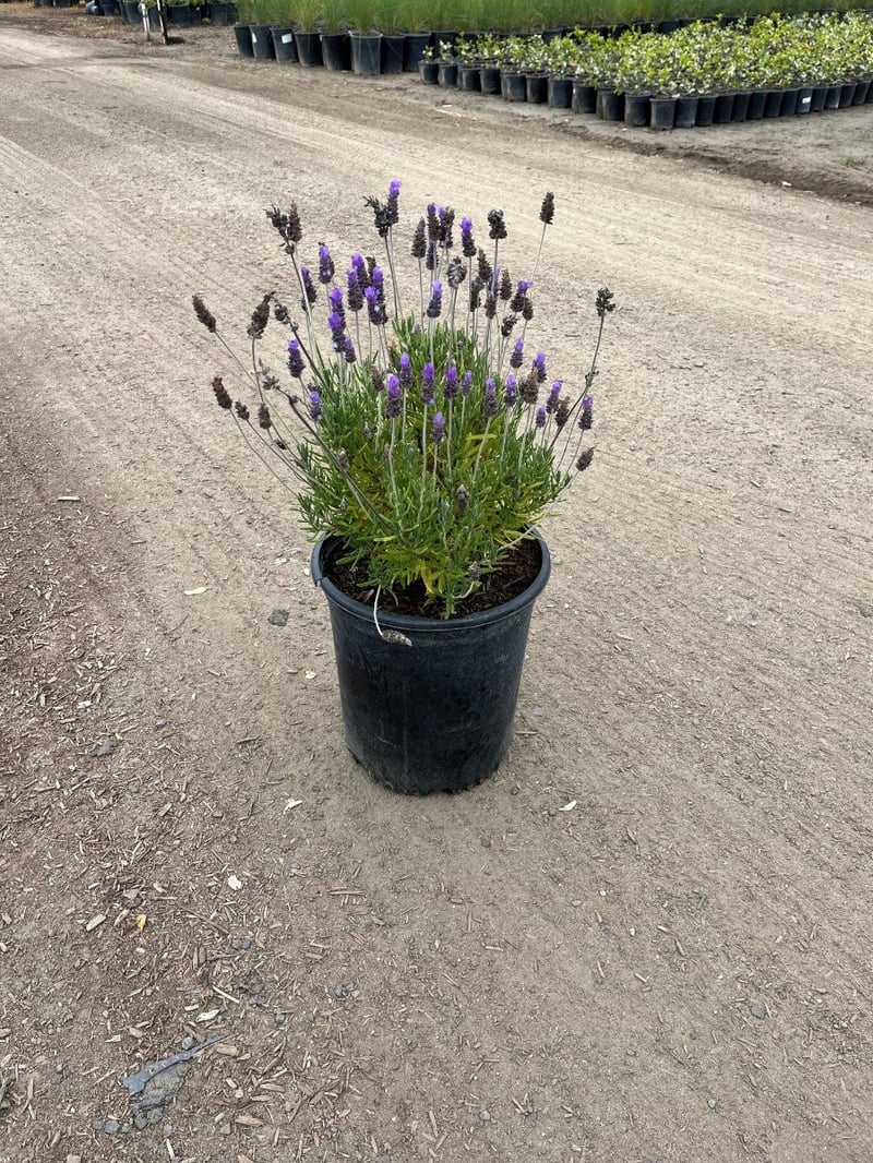 Photo for Lavandula dentata (French Lavender)