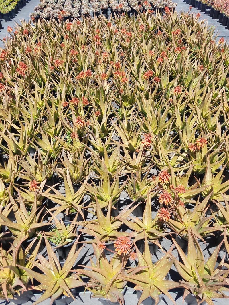 Photo for Aloe 'Rooikappie' (Little Red Riding Hood Aloe)