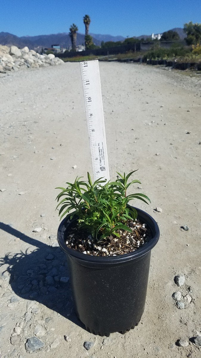 Photo for Penstemon x 'Midnight' (Midnight Beard Tongue)