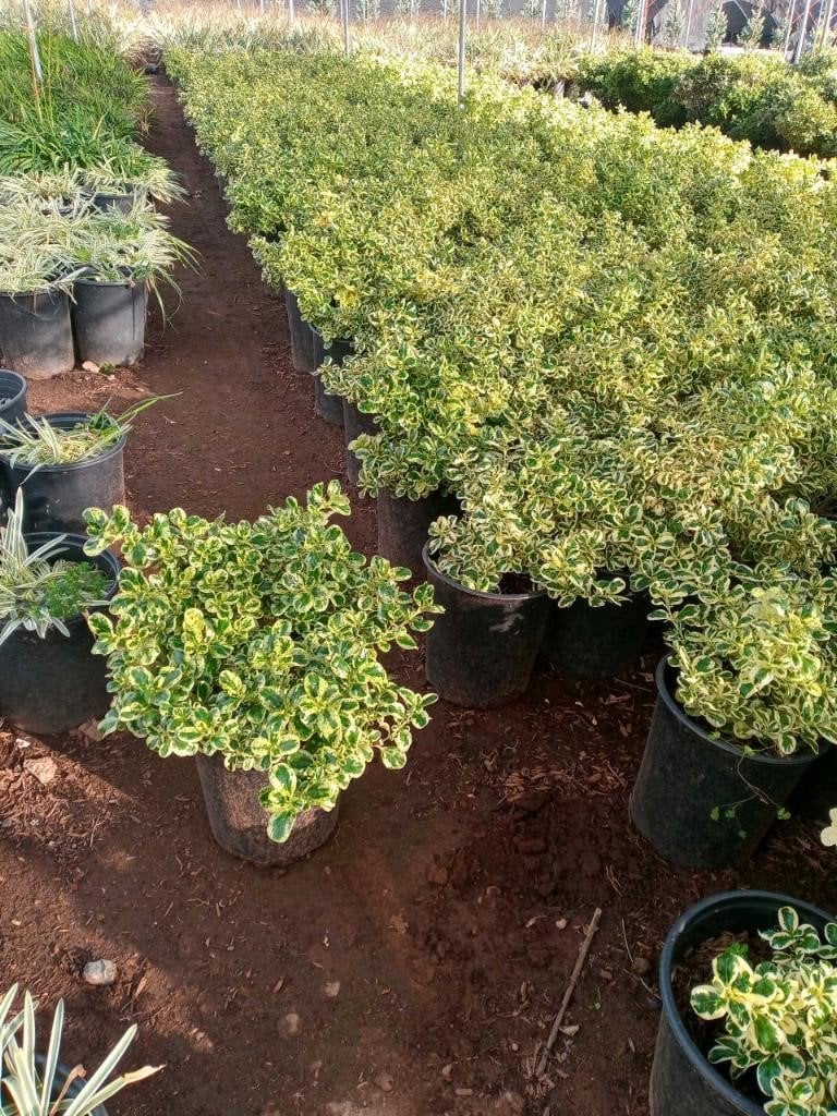 Photo for Coprosma 'Marble Queen' (Marble Queen Mirror Plant)