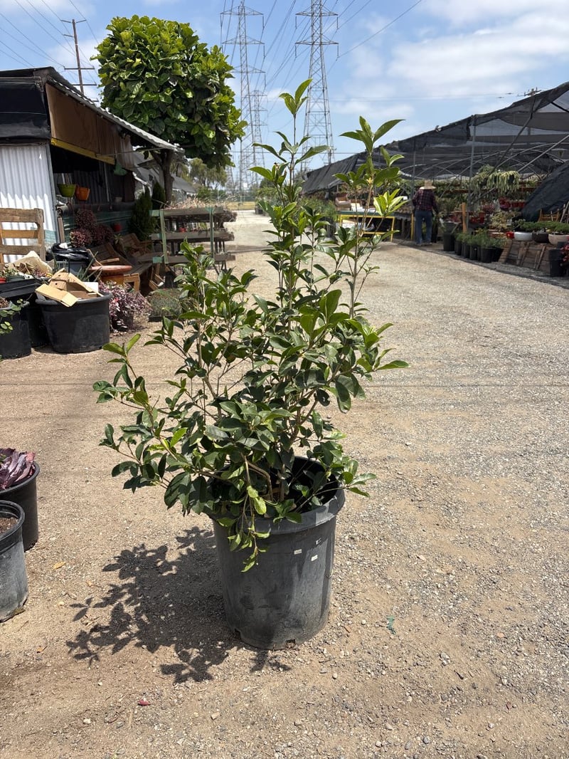 Photo for Osmanthus fragrans (Sweet Olive, Tea Olive, Fragrant Olive)