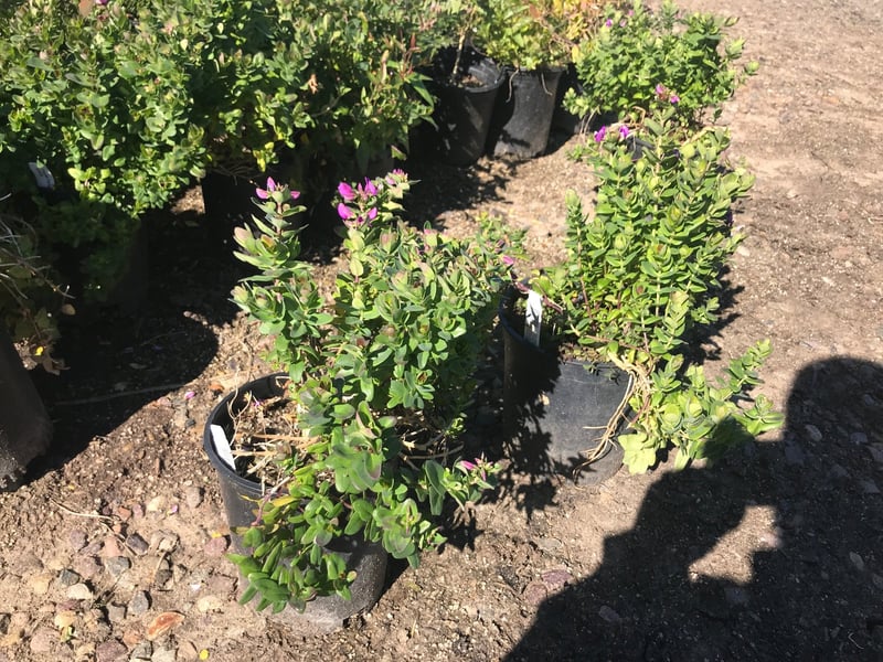 Photo for Polygala fruticosa 'Petite Butterflies' (Petite Butterflies Sweet Pea Shrub)