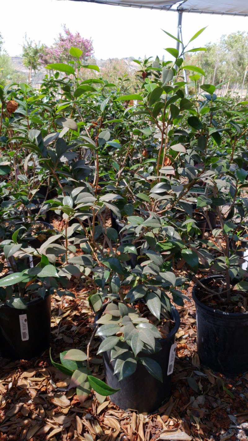 Photo for Camellia japonica 'Nuccio's Pearl' (Nuccio's Pearl Camellia)