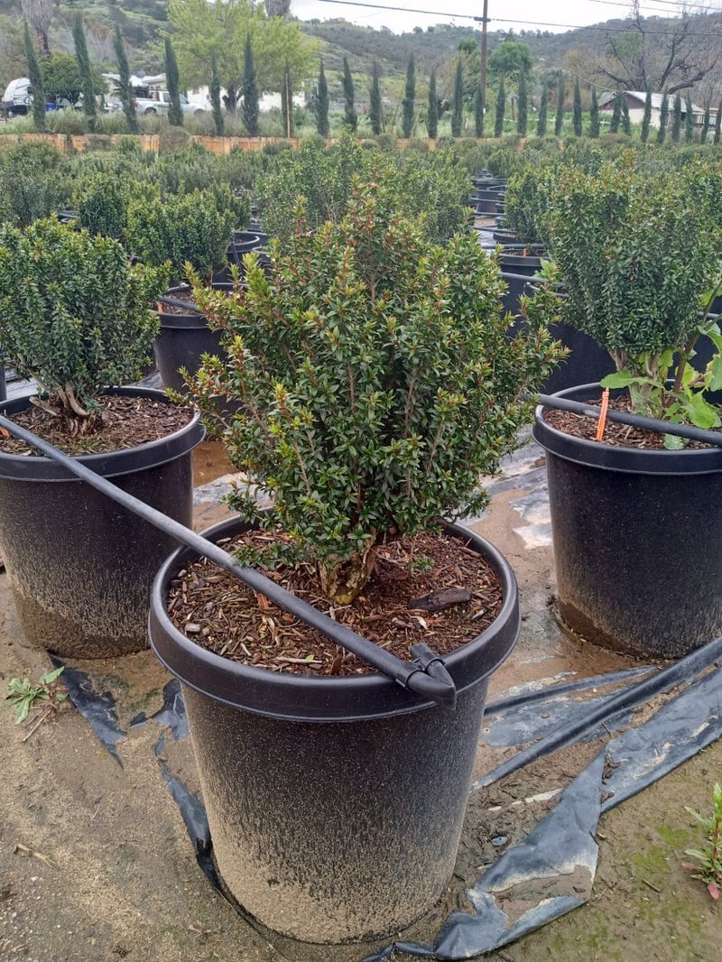Photo for Myrtus communis 'Compacta' (Dwarf Myrtle)