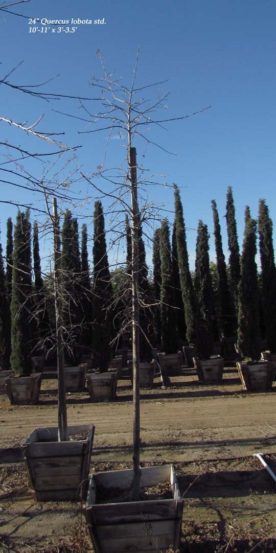 Photo for Quercus lobata (Standard) (Valley Oak)