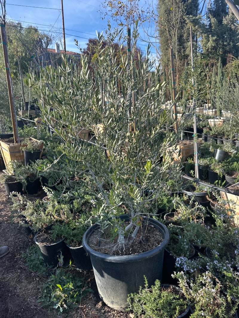 Photo for Olea europaea 'Fruitless' (Fruitless Olive)