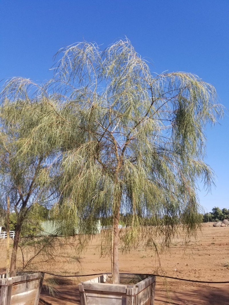 Photo for Acacia stenophylla (Standard) (Shoe-String Acacia)