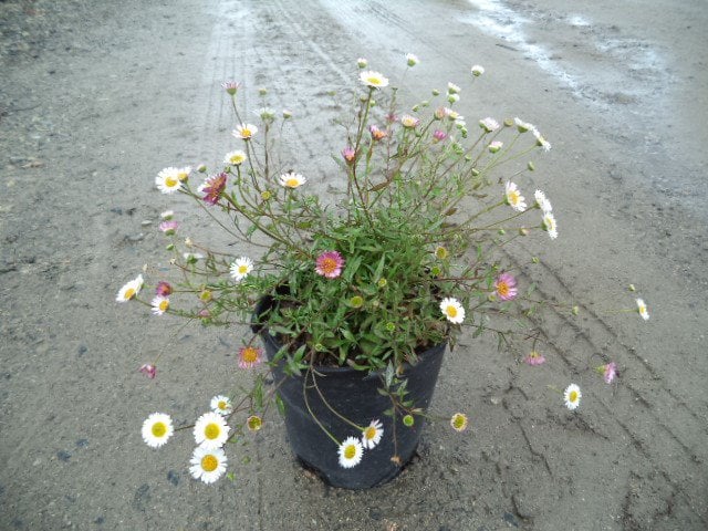 Photo for Erigeron karvinkianus (Santa Barbara Daisy)