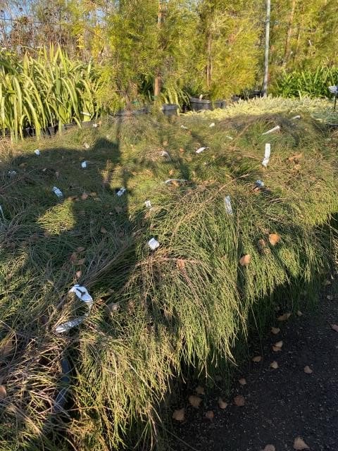 Photo for Casuarina glauca 'Cousin It' (Prostrate Swamp Oak)