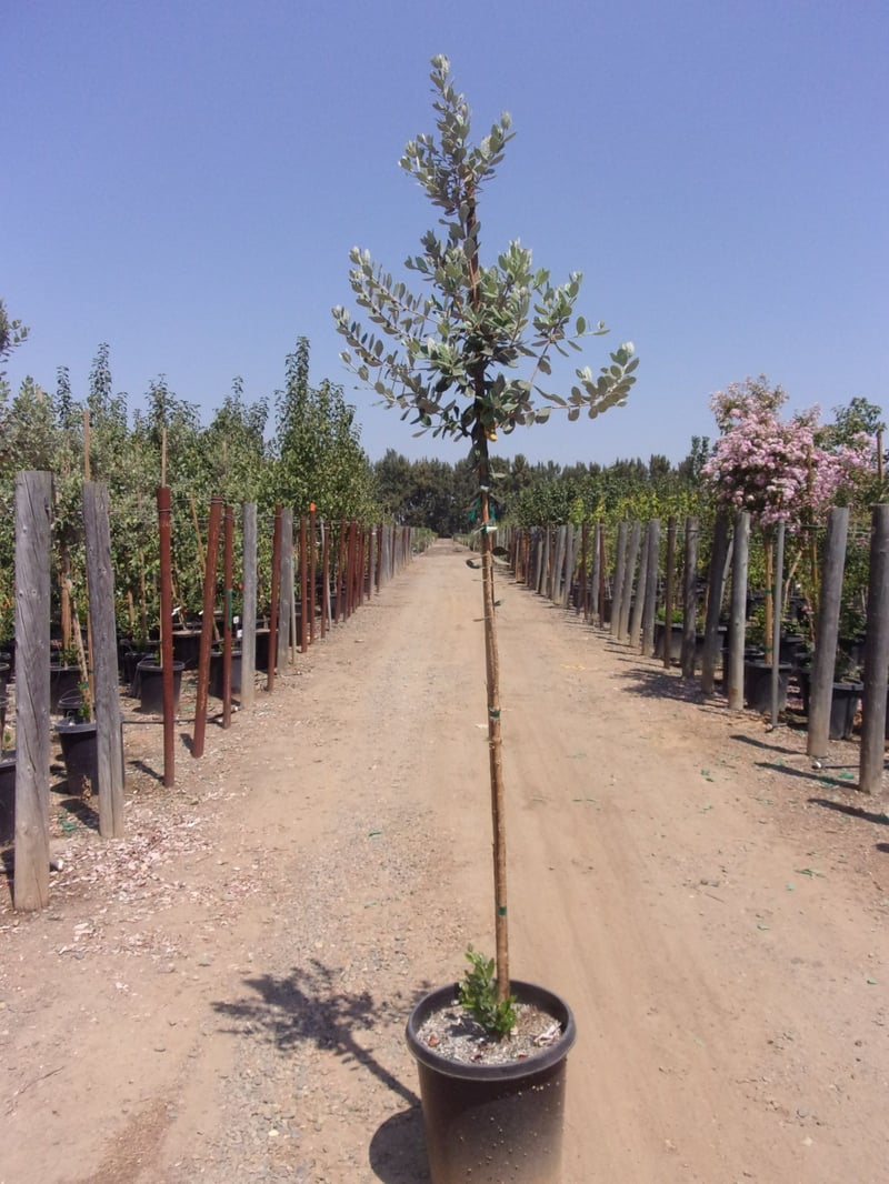 Photo for Feijoa sellowiana (Standard) (Pineapple Guava)