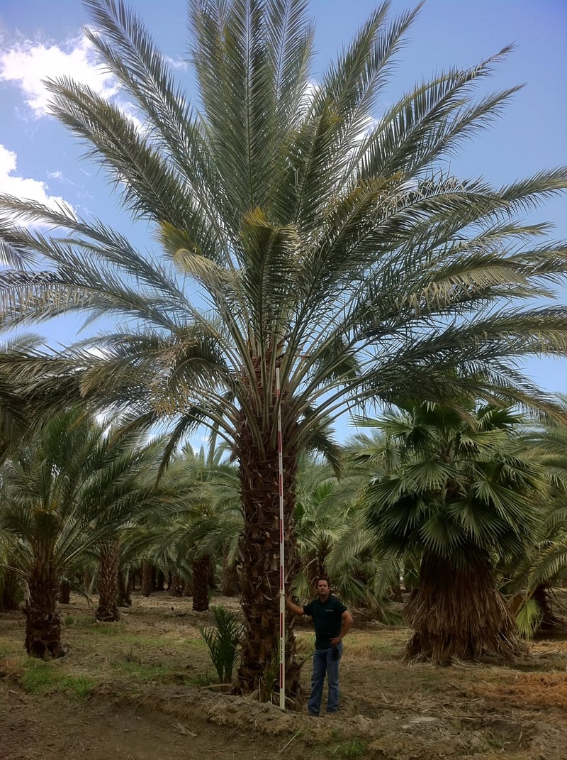 Photo for Phoenix dactylifera 'Deglet Noor' (14' BTH)(Skinned) (Deglet Noor Date Palm)