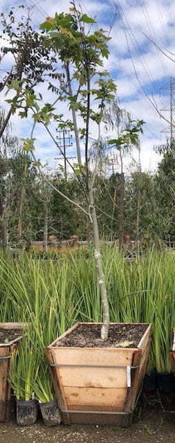 Photo for Platanus racemosa (Low Branch) (California Sycamore)