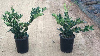 Photo for Ligustrum japonicum 'Texanum' (Waxleaf Privet)