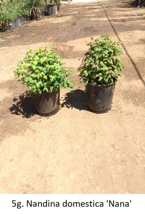 Photo for Nandina domestica 'Nana' (Dwarf Heavenly Bamboo)