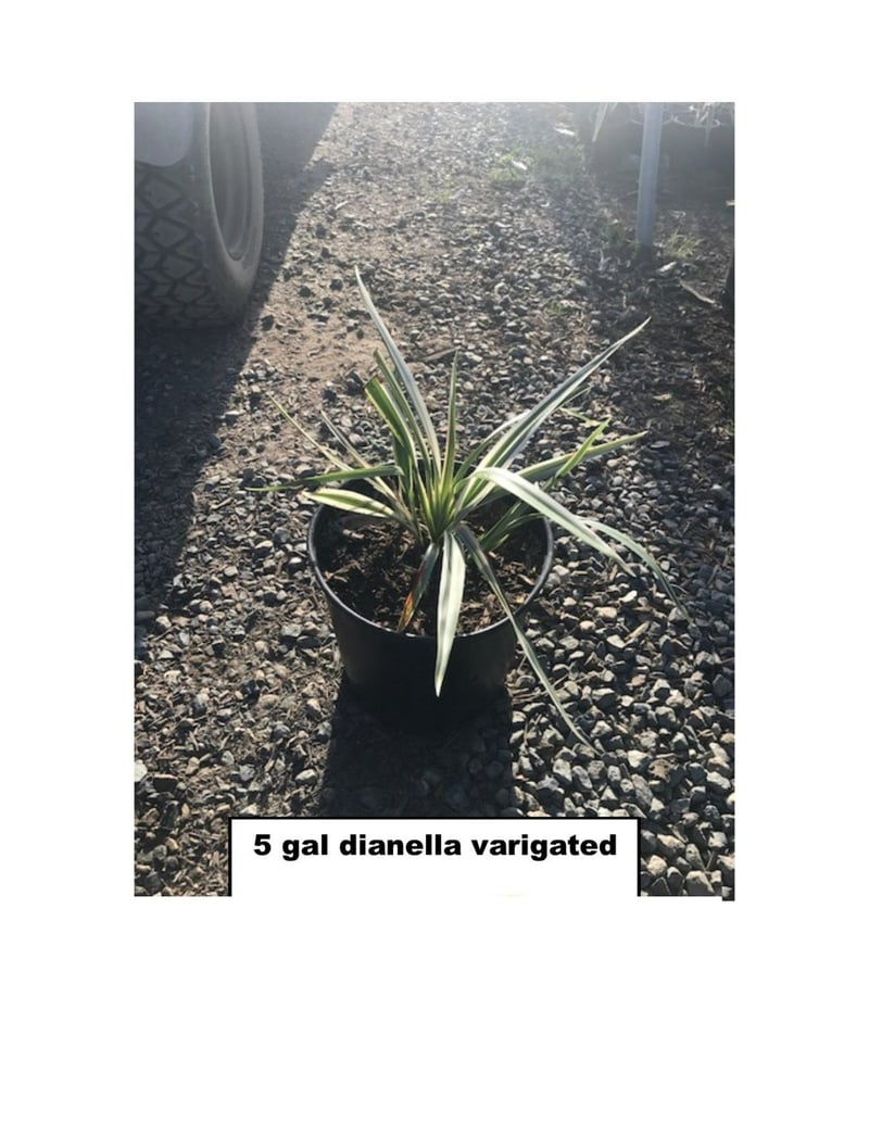 Photo for Dianella tasmanica 'Variegata' (Variegated Flax Lily)