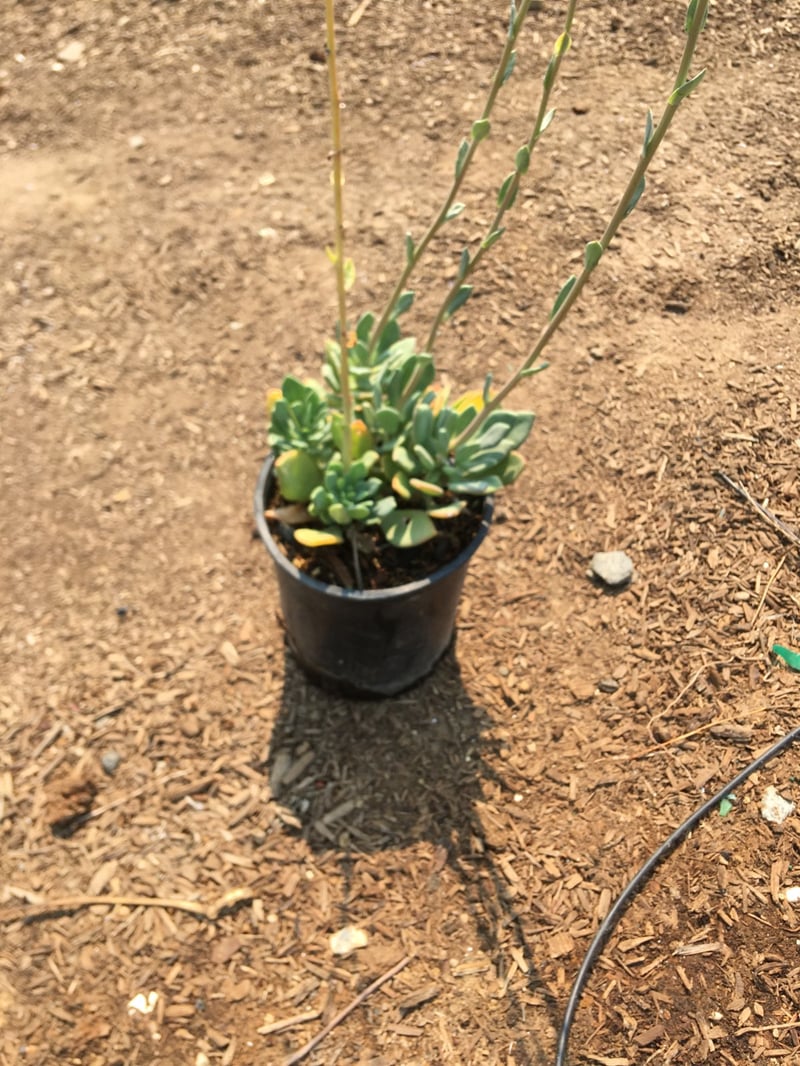 Photo for Calandrinia spectabilis (Rock Purslane)