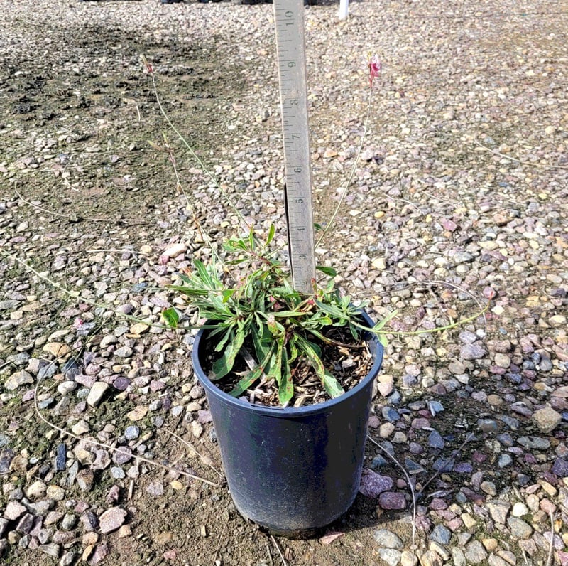 Photo for Gaura lindheimerii 'Whirling Butterflies' (Whirling Butterflies Gaura)