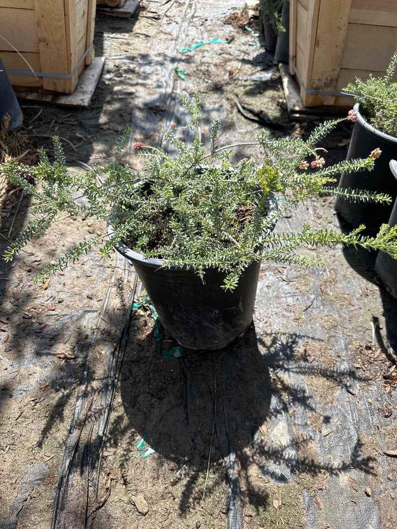Photo for Grevillea lanigera 'Coastal Gem' (Costal Gem Grevillea)