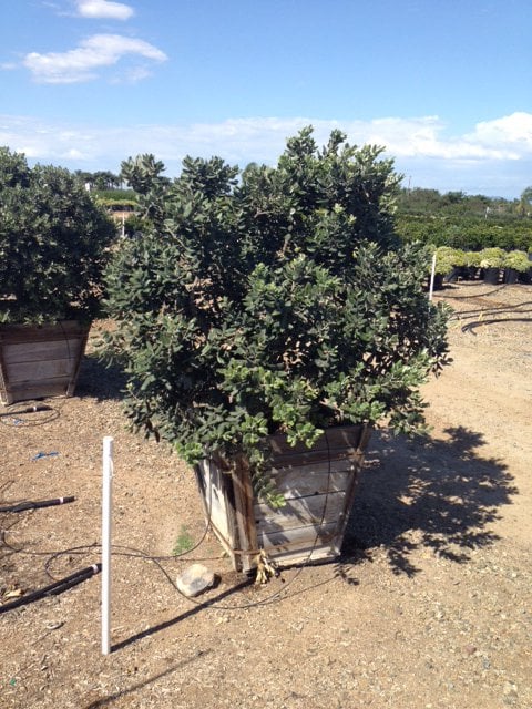 Photo for Metrosideros excelsa (Multi) (New Zealand Christmas Tree)