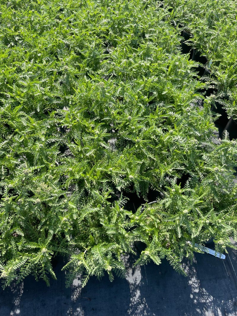 Photo for Achillea millefolium 'Paprika' (Paprika Common Yarrow)