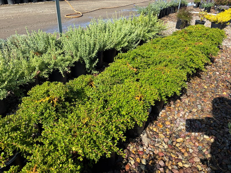 Photo for Baccharis pilularis 'Twin Peaks' (Dwarf Coyote Brush)