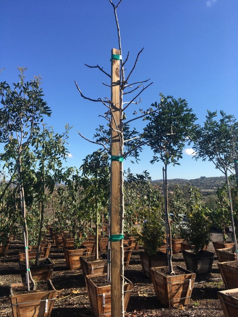 Photo for Pistacia chinensis (Standard) (Chinese Pistache)